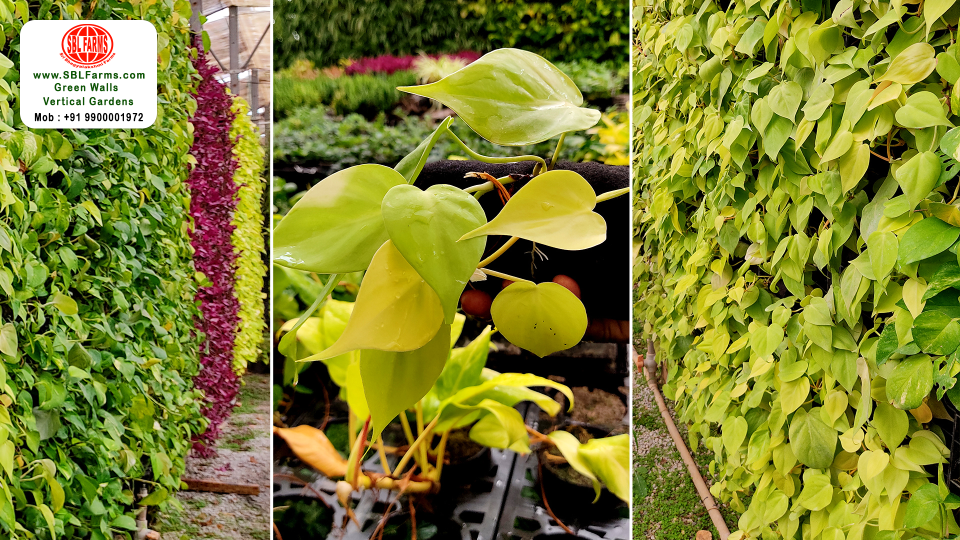 Sbl Farms Green walls and Living walls, Vertical Garden, Bio Curtains,Green wall, vertical garden in bangalore